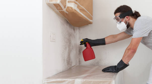Professional Black Mold Remediation technician working in Hampton, IL