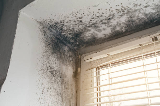 Affordable Black Mold Remediation solutions in Hampton, IL